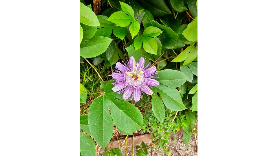A beautiful purple passion fruit flower (Passiflora incarnata) blooms among fresh green leaves, showing its unique shape and delicate patterns. The vibrant colors stand out against the surrounding foliage, making it an eye-catching nature photograph. Captured in New York City, United States.